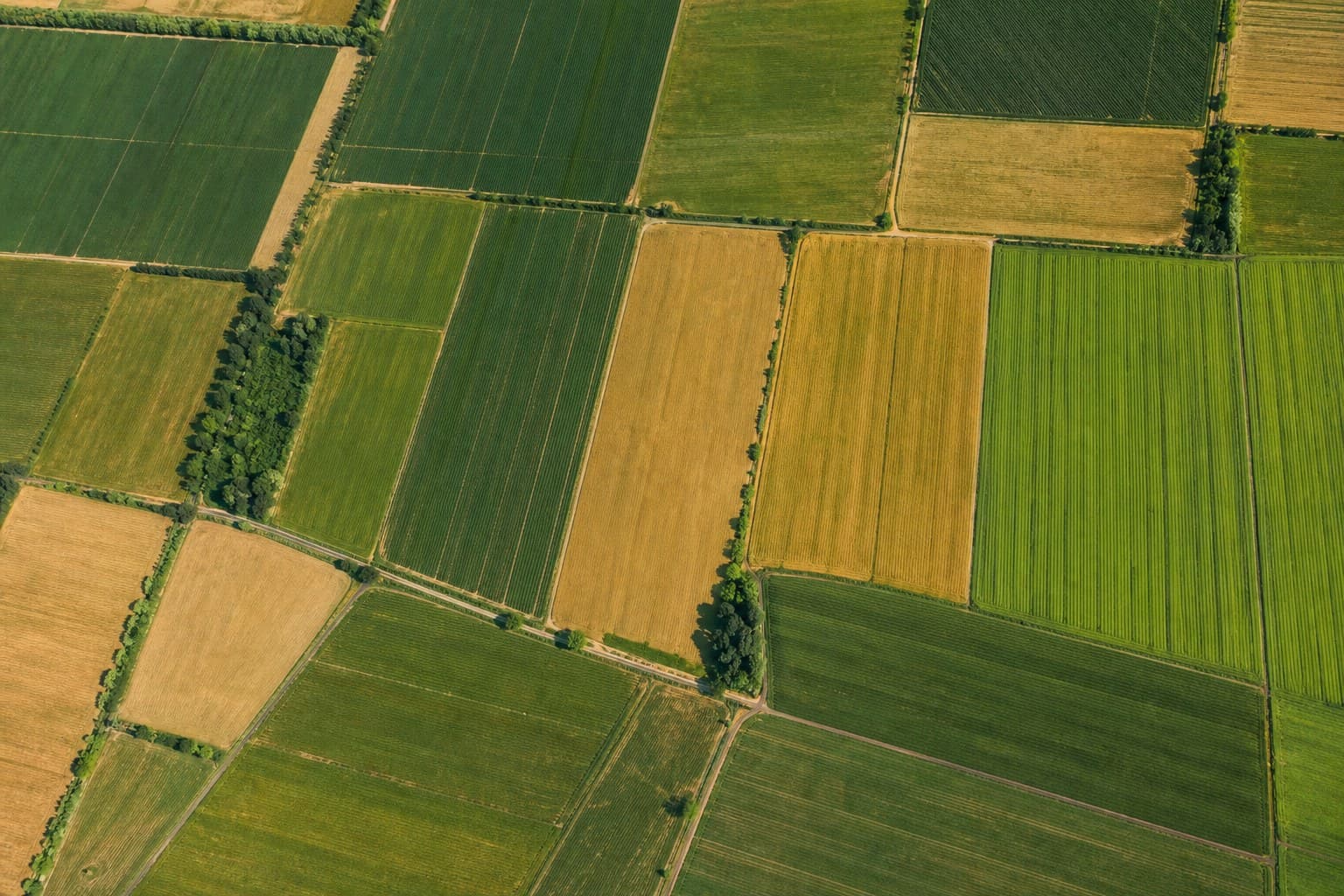 Field-level management at regional scale